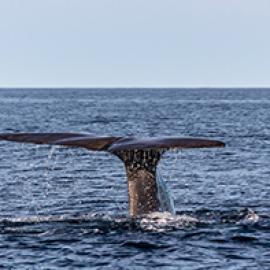 The Sanctity of Whales